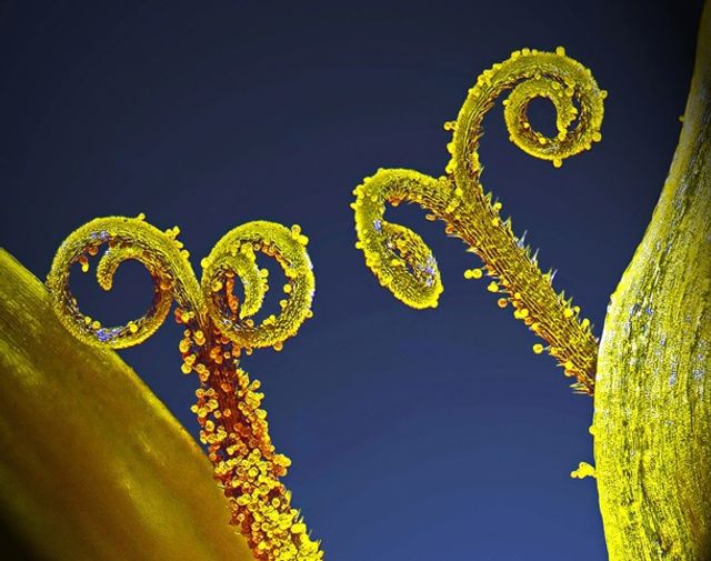 Найкращі мікрофото - фото 283607