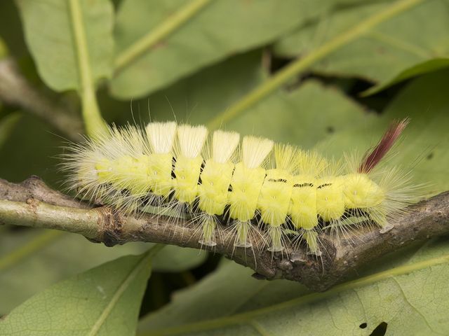Червонохвіст - фото 283939