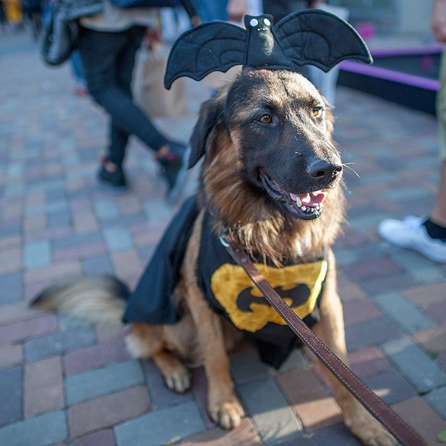 Як пройшов Comic Con Ukraine 2018: цифри і факти, які вас вразять - фото 280165