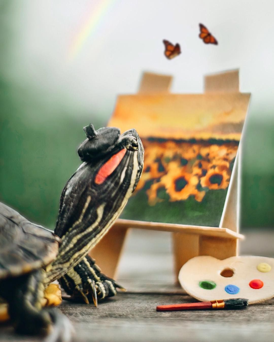 Чарівні черепахи змушують користувачів усміхатись - фото 1