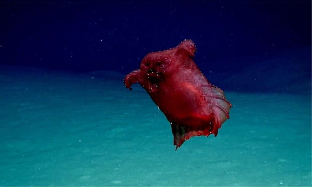 Рідкісну істоту зняли у водах Тихого океану