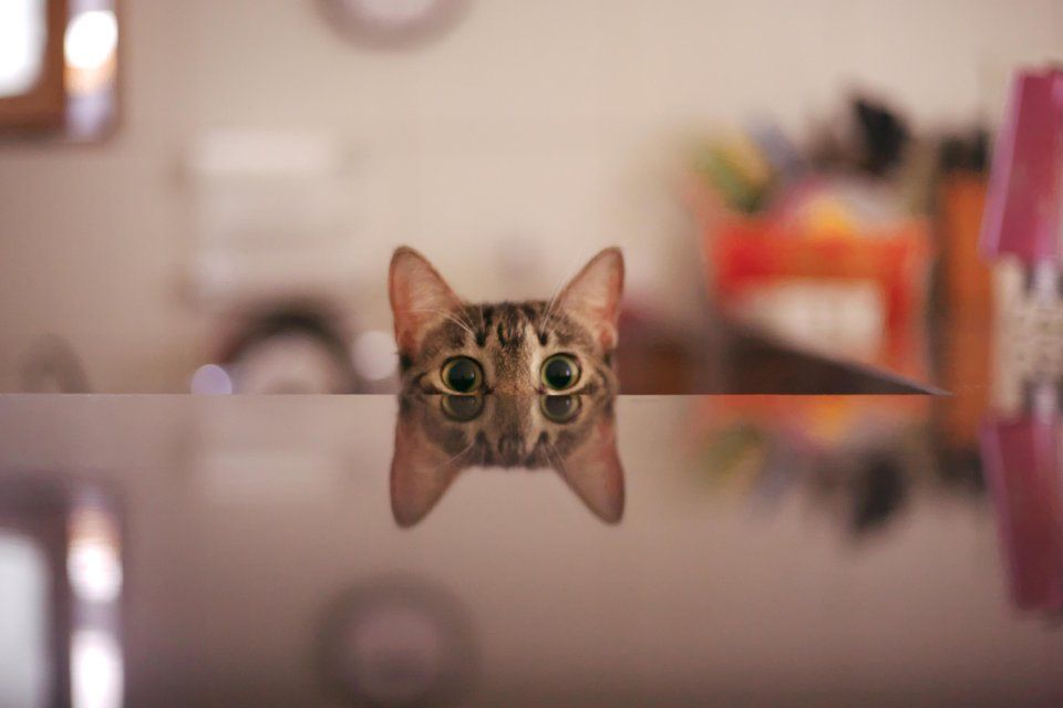 Підступний кіт став зіркою Reddit