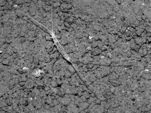 Печерна комаха - фото 282271