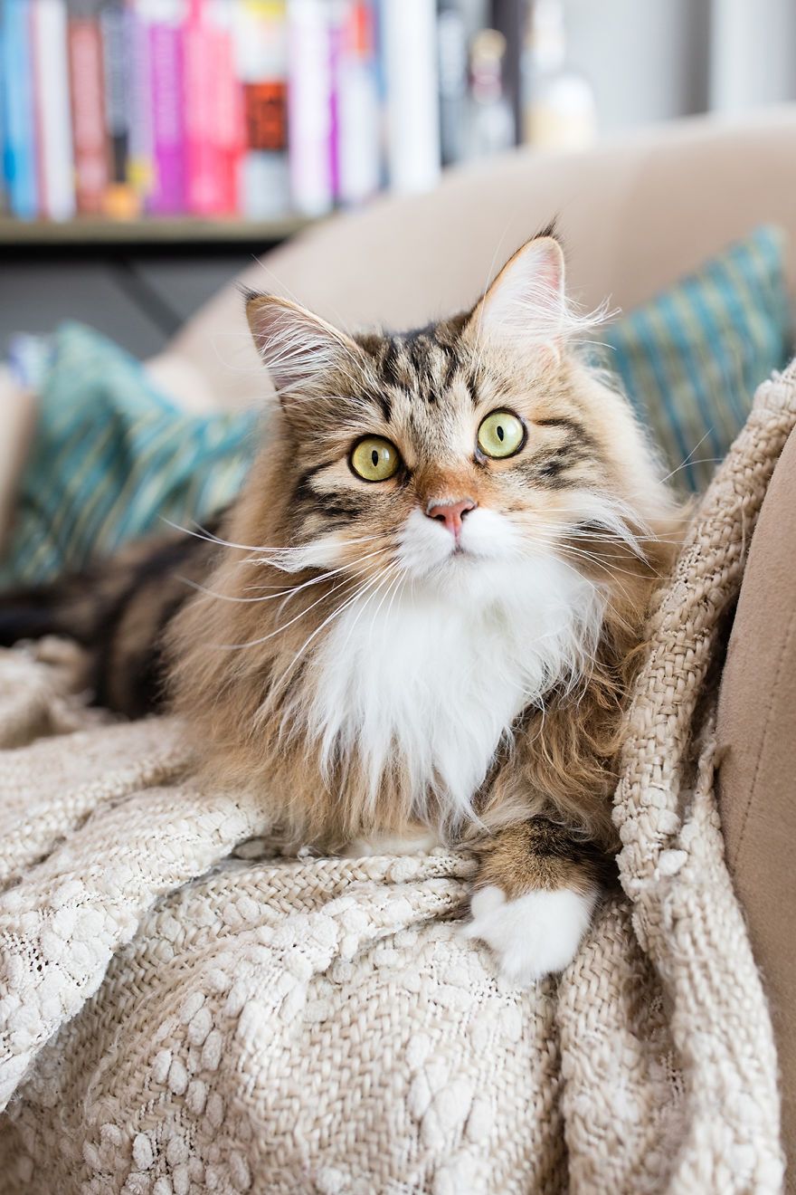 Чарівні коти, які не залишають байдужими - фото 1