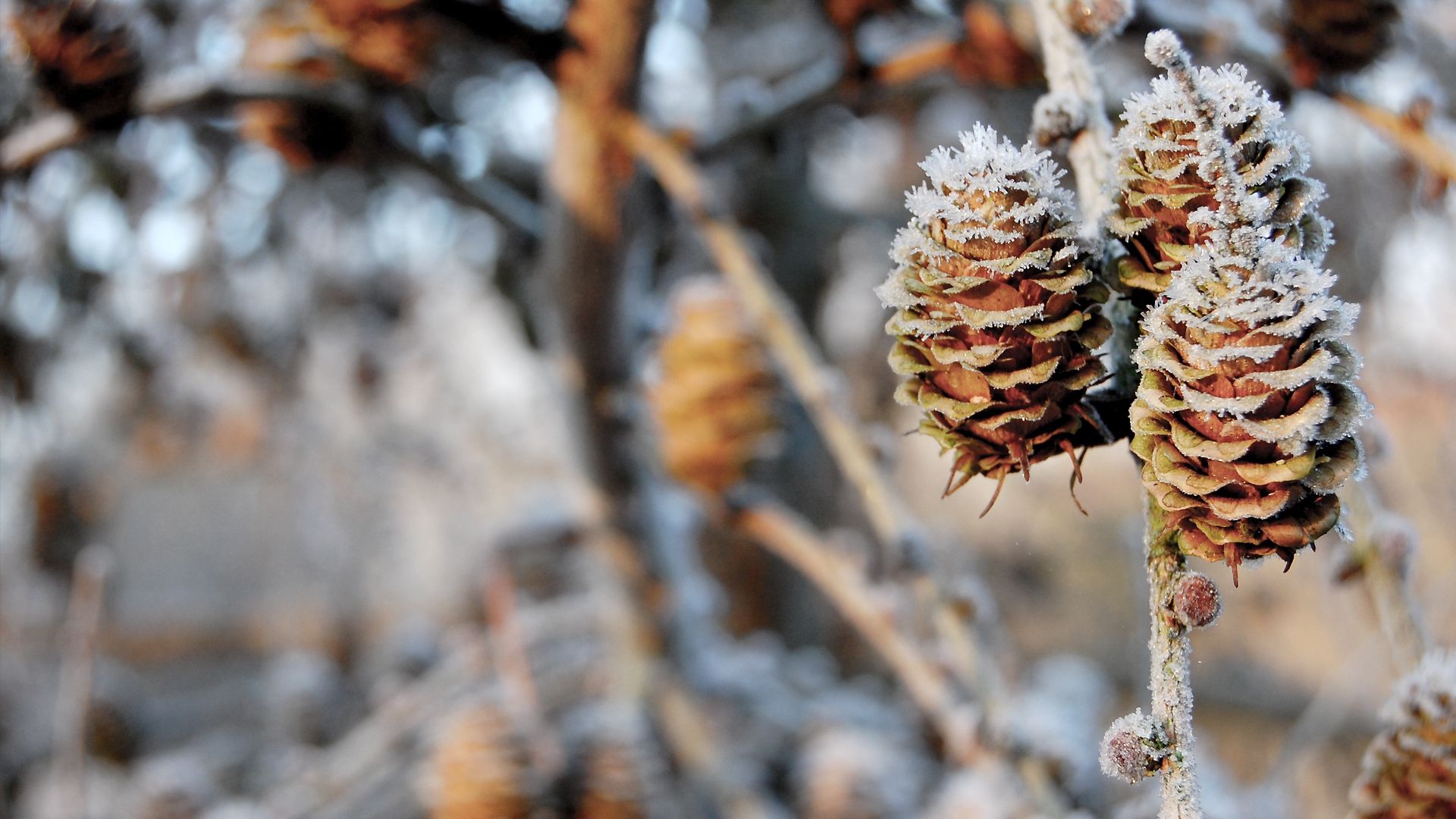 До Києва прийшли перші морози