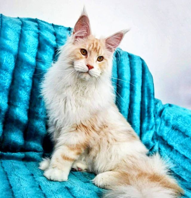 Життя з мейн-куном - фото 286582