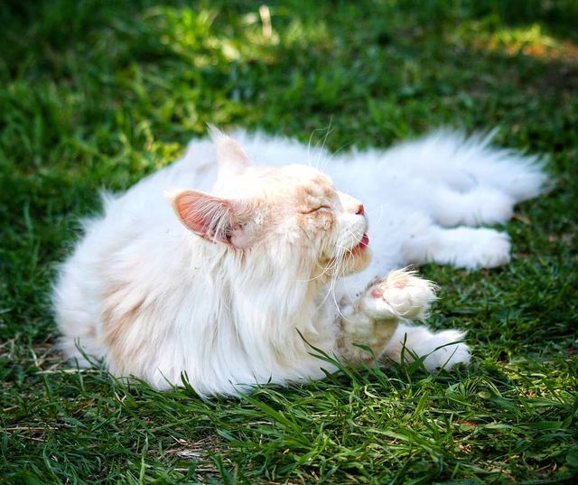 Життя з мейн-куном - фото 286576