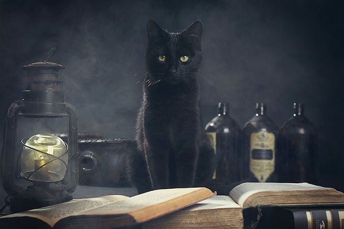 Як тваринки святкують Хелловін: атмосферні фото