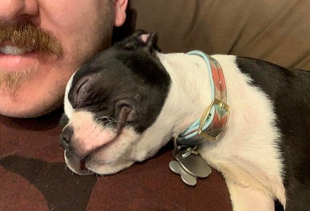 Усміхнений собака підкорив Reddit