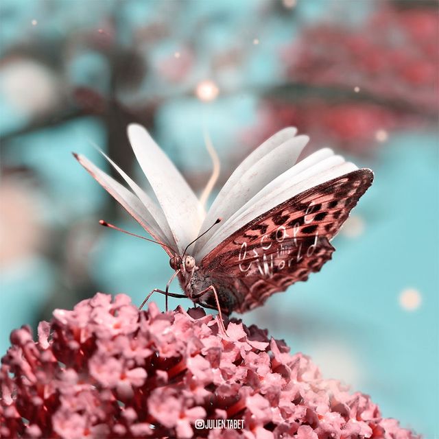 Неймовірні фото тварин, які заворожують - фото 286874