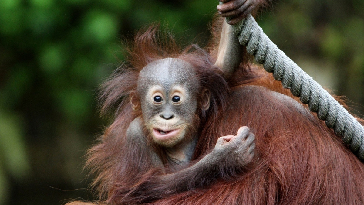 Орангутанги виявилися винахідливими, якщо мова йшла про їжу - фото 1
