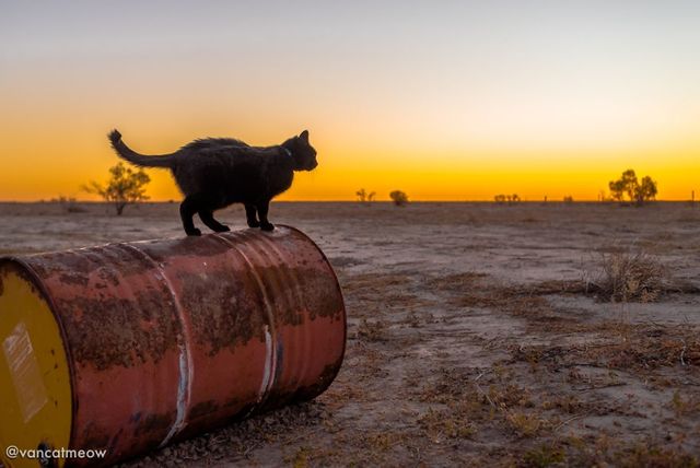 Хлопець три роки мандрує світом зі своїм котом - фото 287345