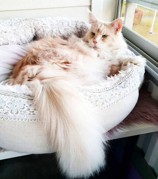 Життя з мейн-куном - фото 286590