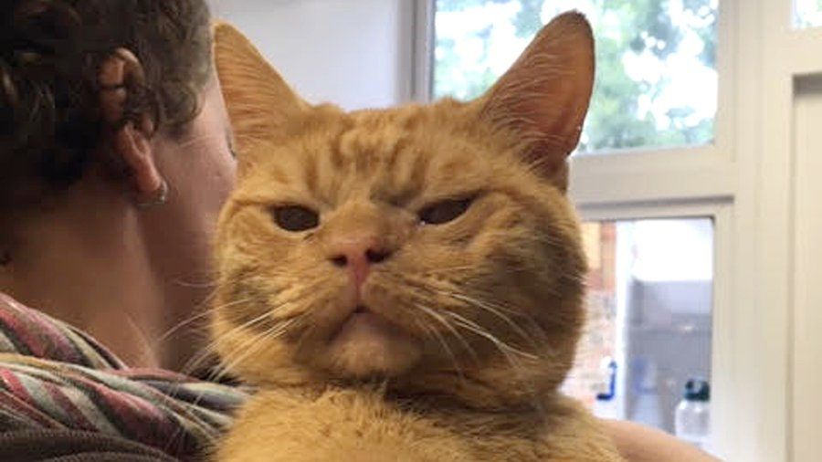 Кіт проходив у лікарні процедури з відновлення щелепи - фото 1