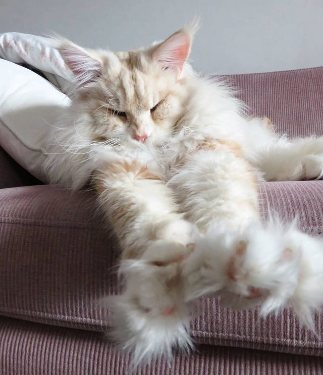 Життя з мейн-куном - фото 286577