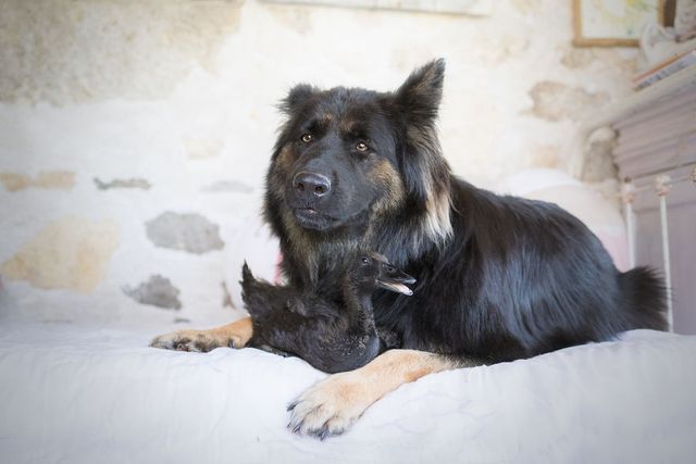 Незвичайна дружби вівчарки та качки - фото 287275