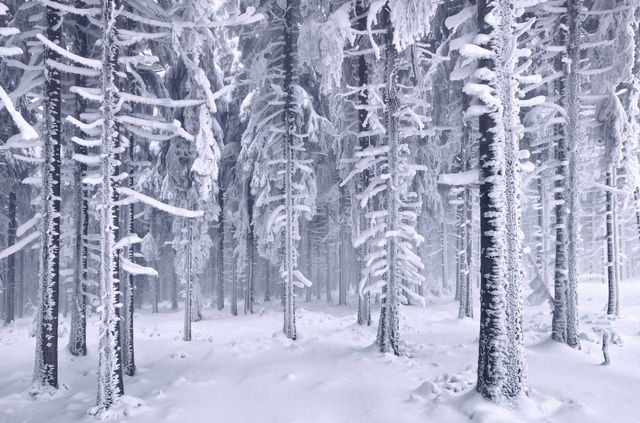 Гори та ліси Європі у снігу - фото 289526