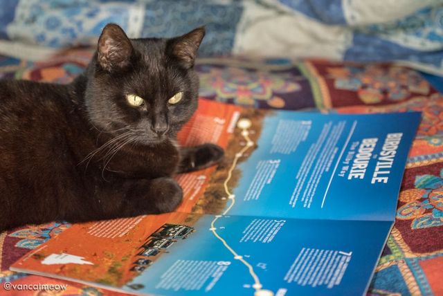 Хлопець три роки мандрує світом зі своїм котом - фото 287343