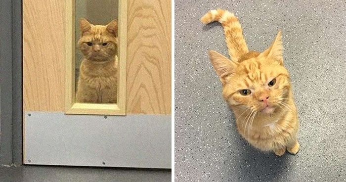 У мережі знайшли найсердитішого кота у світі - фото 1