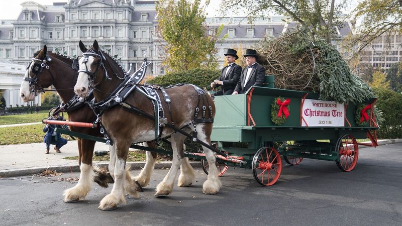 У Білий дім привезли ялинку - фото 1