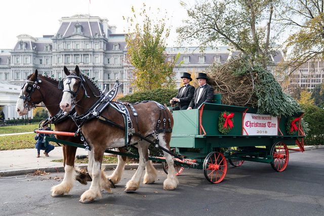 Головна ялинка США - фото 289946