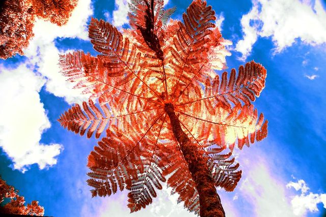 Ямайка в інфрачервоних кольорах: вражаючі фото - фото 290239