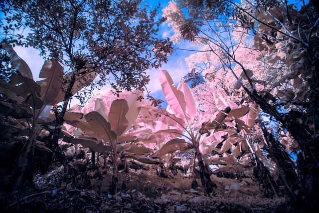 Ямайка в інфрачервоних кольорах: вражаючі фото - фото 290240