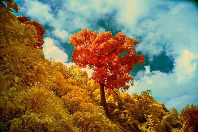 Ямайка в інфрачервоних кольорах: вражаючі фото - фото 290243