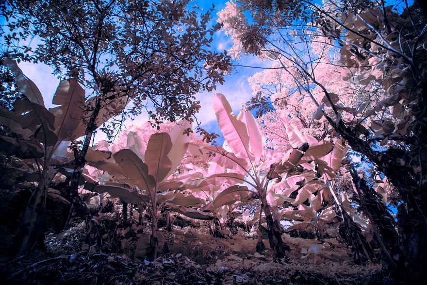 Ямайка в інфрачервоних кольорах: вражаючі фото