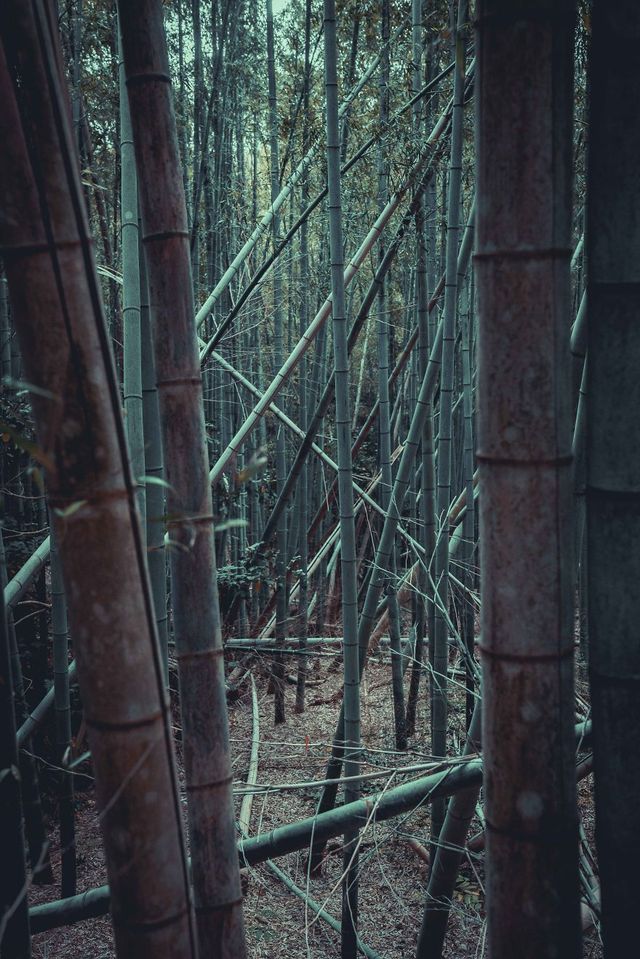 Фотограф показав свої вихідні у Кіото: затишні кадри - фото 290258