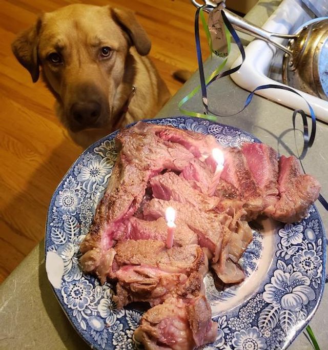 Домашні улюбленці, які заважають їсти: епічні фото - фото 290446