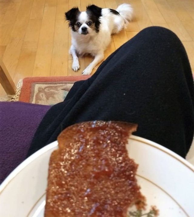 Домашні улюбленці, які заважають їсти: епічні фото - фото 290447