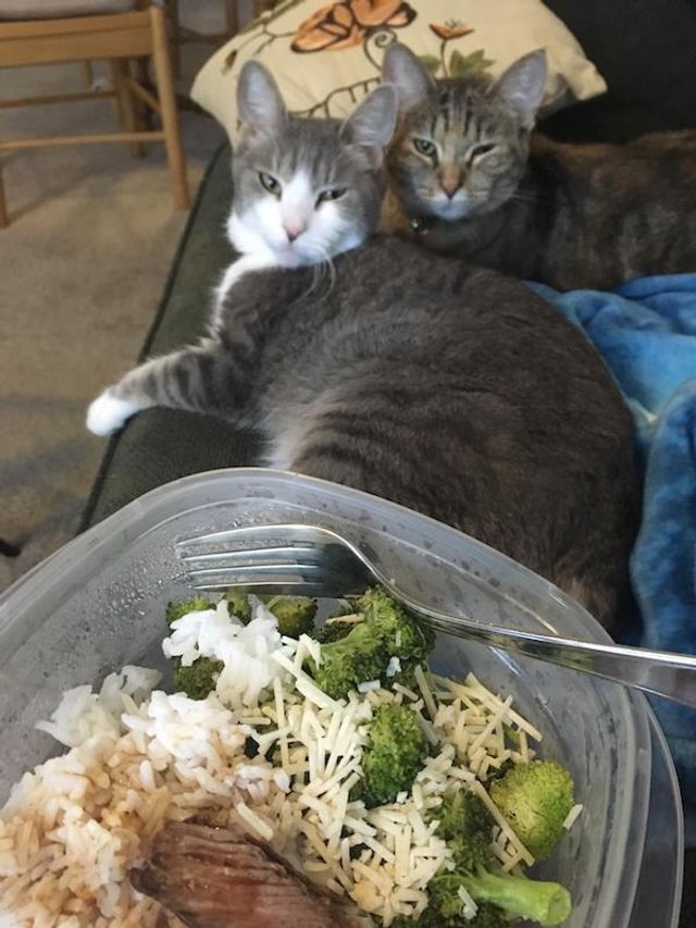 Домашні улюбленці, які заважають їсти: епічні фото - фото 290448