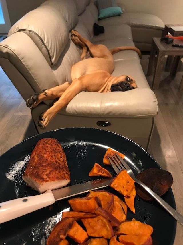 Домашні улюбленці, які заважають їсти: епічні фото - фото 290449