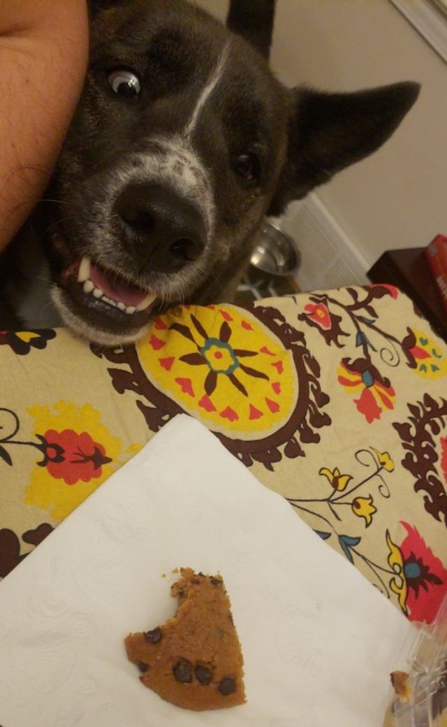 Домашні улюбленці, які заважають їсти: епічні фото - фото 290450