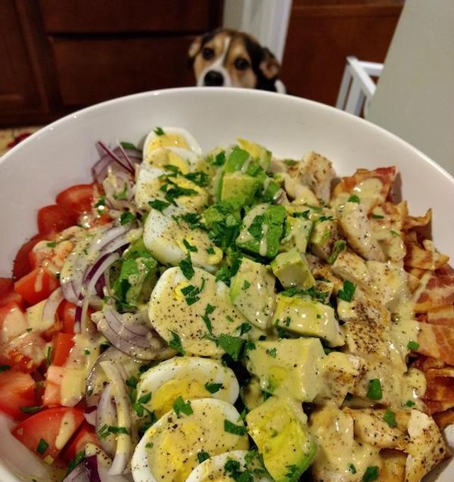 Домашні улюбленці, які заважають їсти: епічні фото - фото 290451