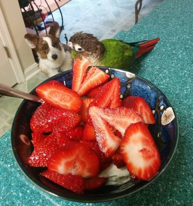 Домашні улюбленці, які заважають їсти: епічні фото - фото 290452