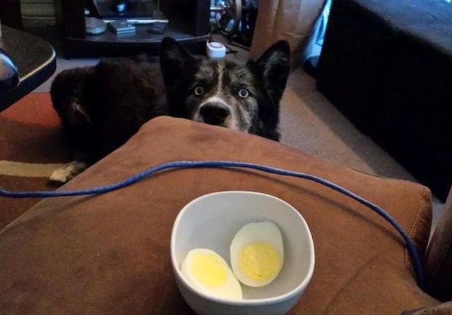 Домашні улюбленці, які заважають їсти: епічні фото - фото 290453