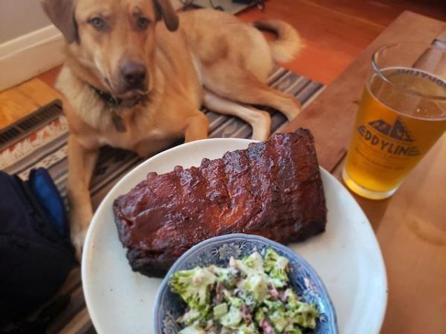 Домашні улюбленці, які заважають їсти: епічні фото - фото 290454