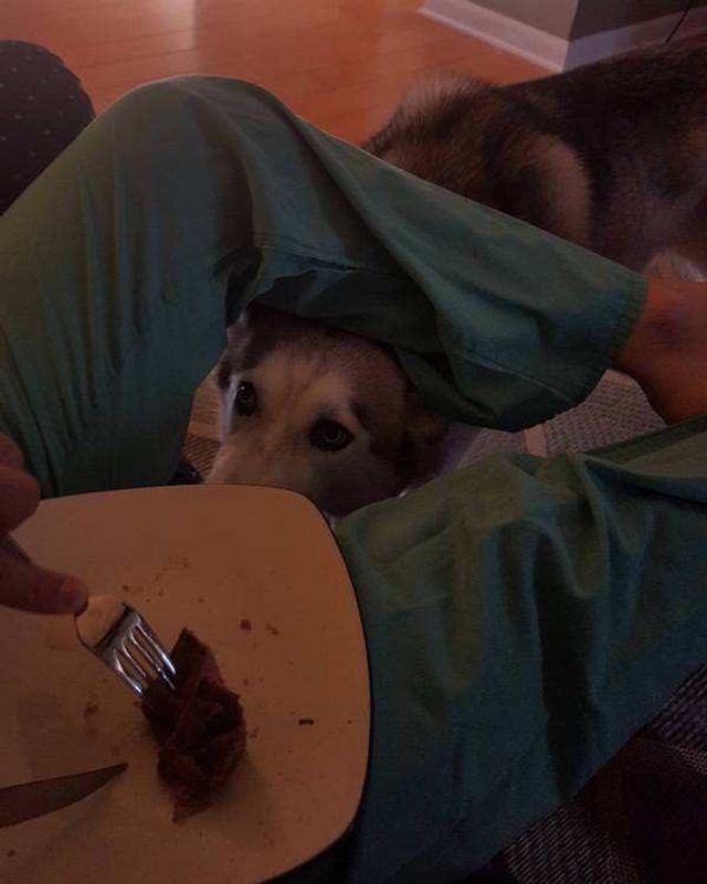 Домашні улюбленці, які заважають їсти: епічні фото - фото 290455