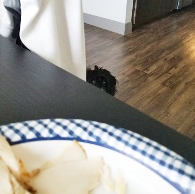 Домашні улюбленці, які заважають їсти: епічні фото - фото 290456