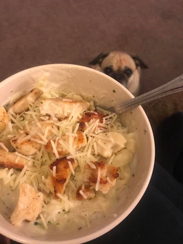 Домашні улюбленці, які заважають їсти: епічні фото - фото 290457