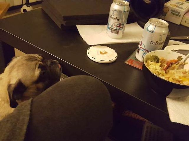 Домашні улюбленці, які заважають їсти: епічні фото - фото 290459