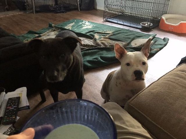 Домашні улюбленці, які заважають їсти: епічні фото - фото 290460