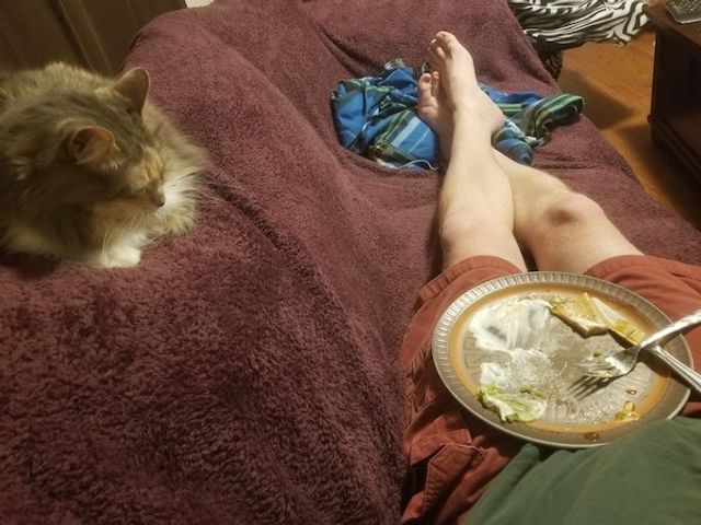 Домашні улюбленці, які заважають їсти: епічні фото - фото 290461