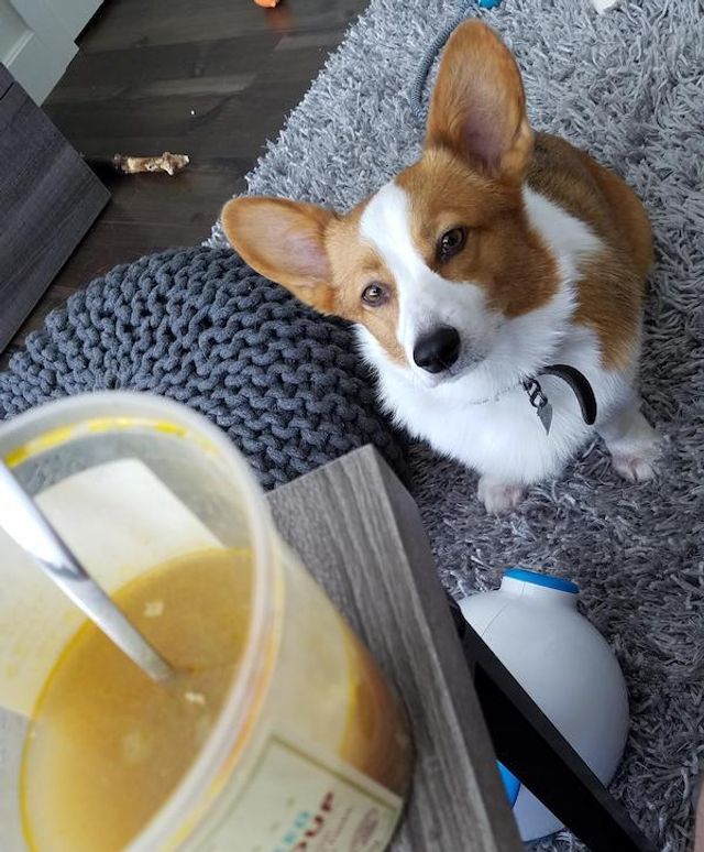 Домашні улюбленці, які заважають їсти: епічні фото - фото 290462