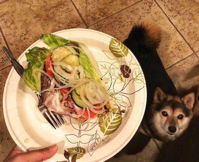 Домашні улюбленці, які заважають їсти: епічні фото - фото 290463