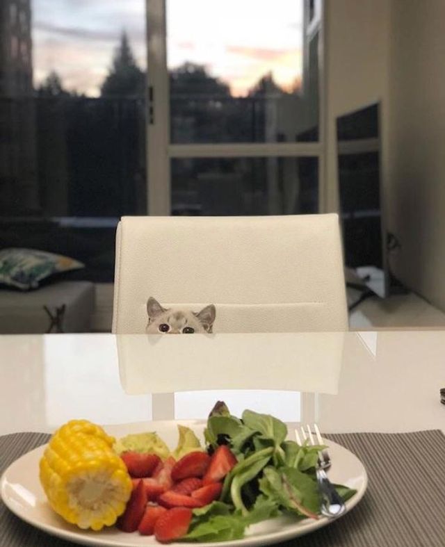 Домашні улюбленці, які заважають їсти: епічні фото - фото 290464