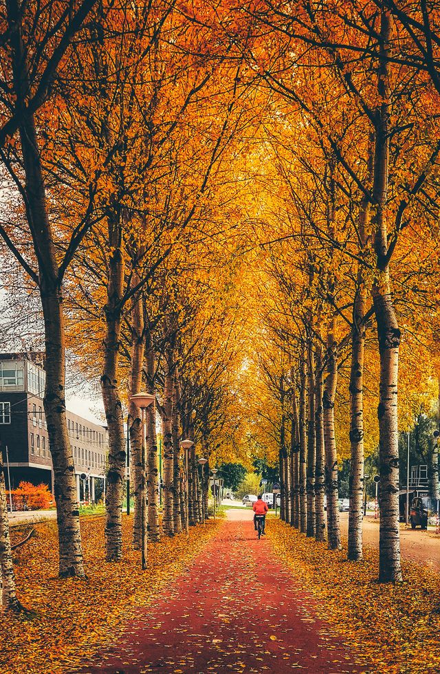 Осінній Амстердам у затишних фото - фото 290539