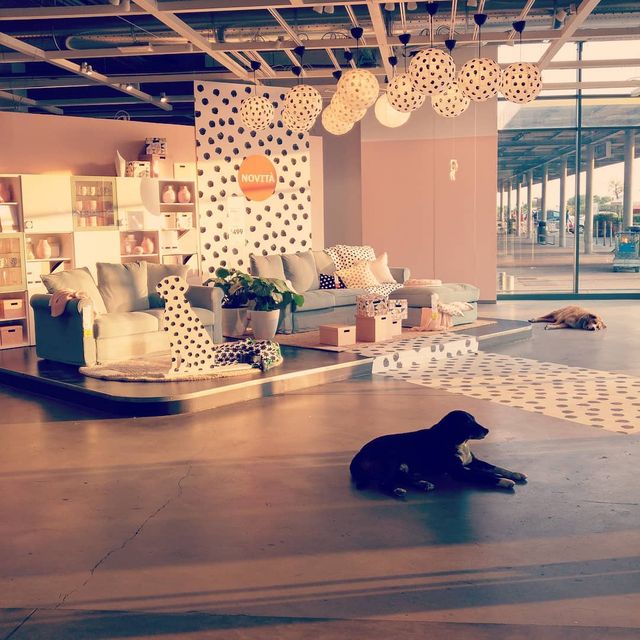 Італійська Ikea прихистила безпритульних собак - фото 290575